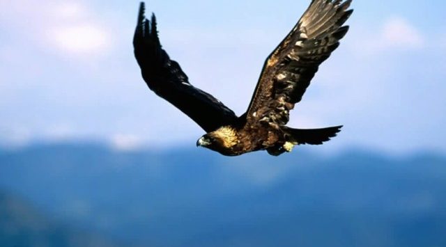 Bald Eagles In Kansas