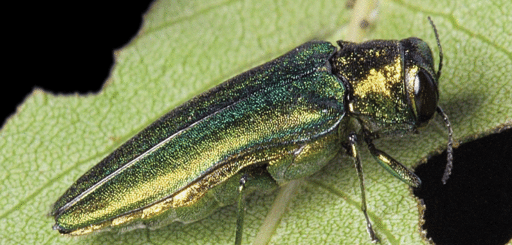 Emerald Ash Borer Traps Set Across Kansas