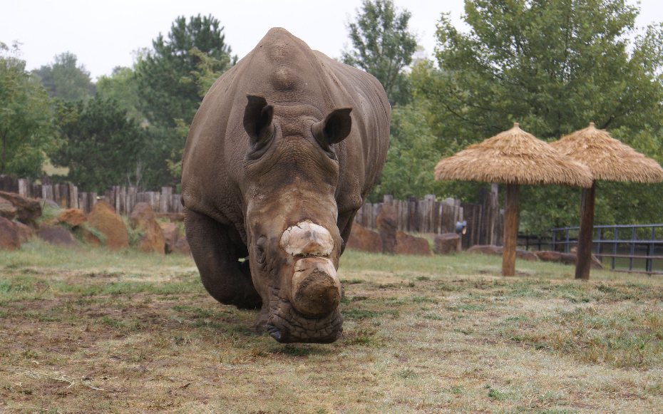 Zoo Bids Fond Farewell to Milton