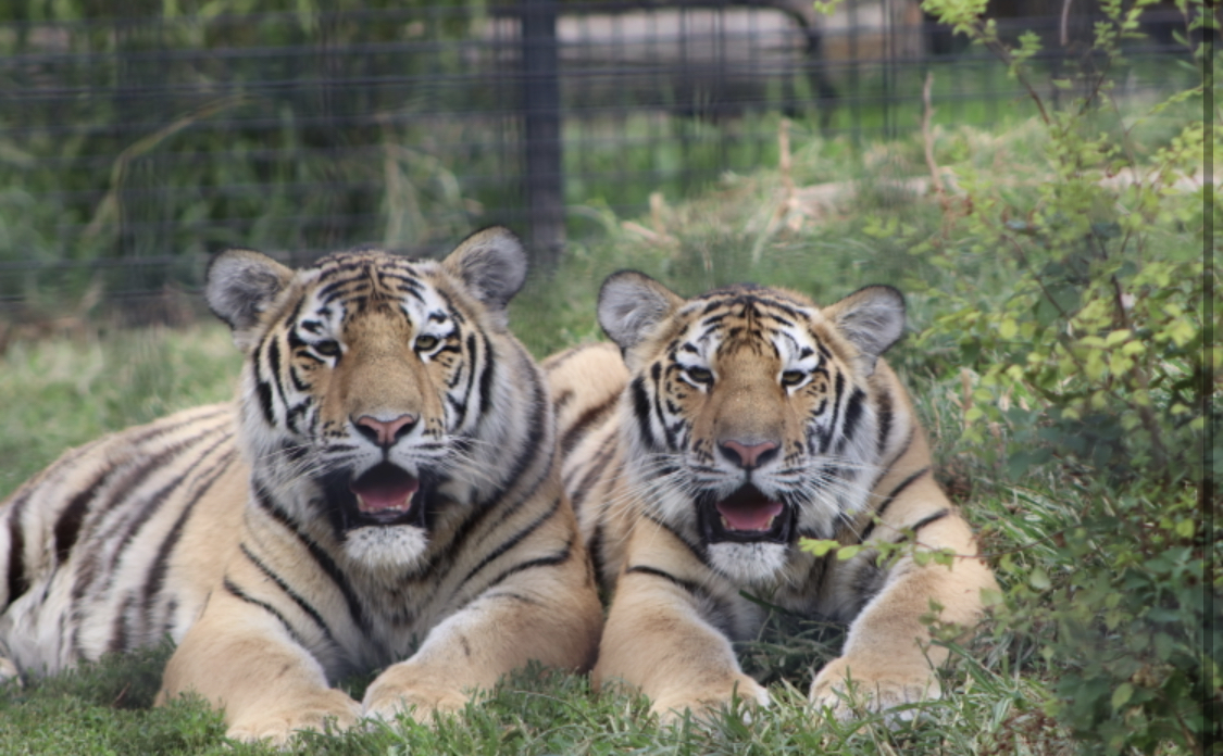 Zoo Mourns Loss of Male Tiger Triplet