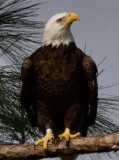 Eagles Across America  U.S. Fish & Wildlife Service