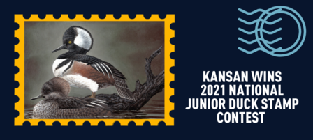 Kansas Teen Wins National Duck Stamp Contest